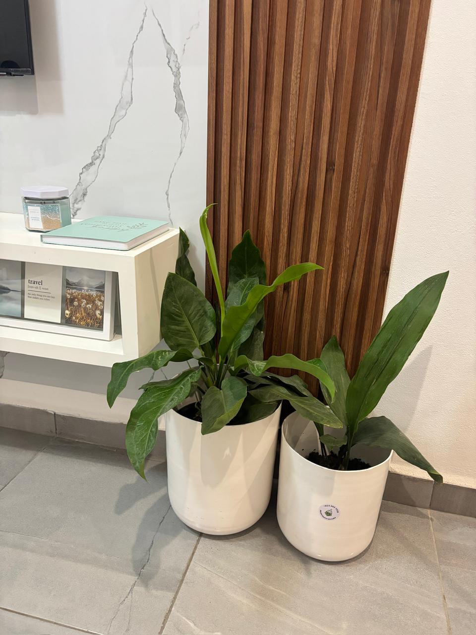 Planta exótica repetida